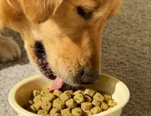 Chlorella Powder Safe For Dogs Chlorella Powder Safe For Dogs