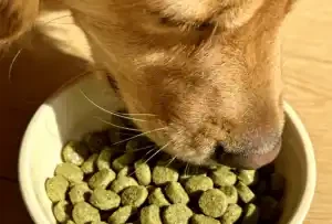 natural chlorella powder natural chlorella powder