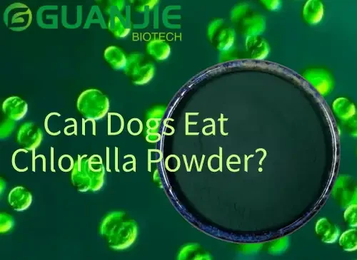 Can Dogs Eat Chlorella Powder Can Dogs Eat Chlorella Powder
